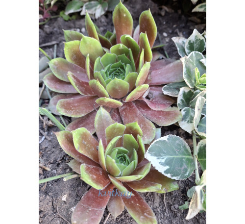 Молодило  "Mount usher" ( Sempervivum "Mount usher") 